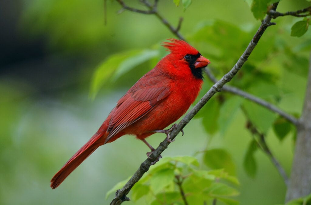 Red cardinal in Cuyahoga Valley National Park in Ohio