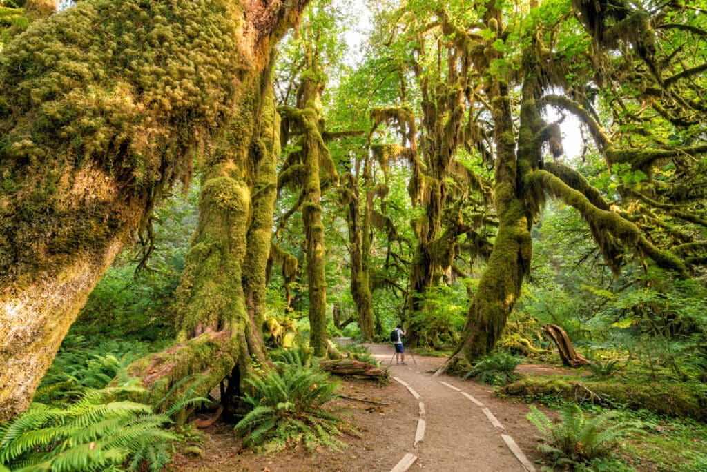 Hoh Rainforest in Olympic National Park, Washington