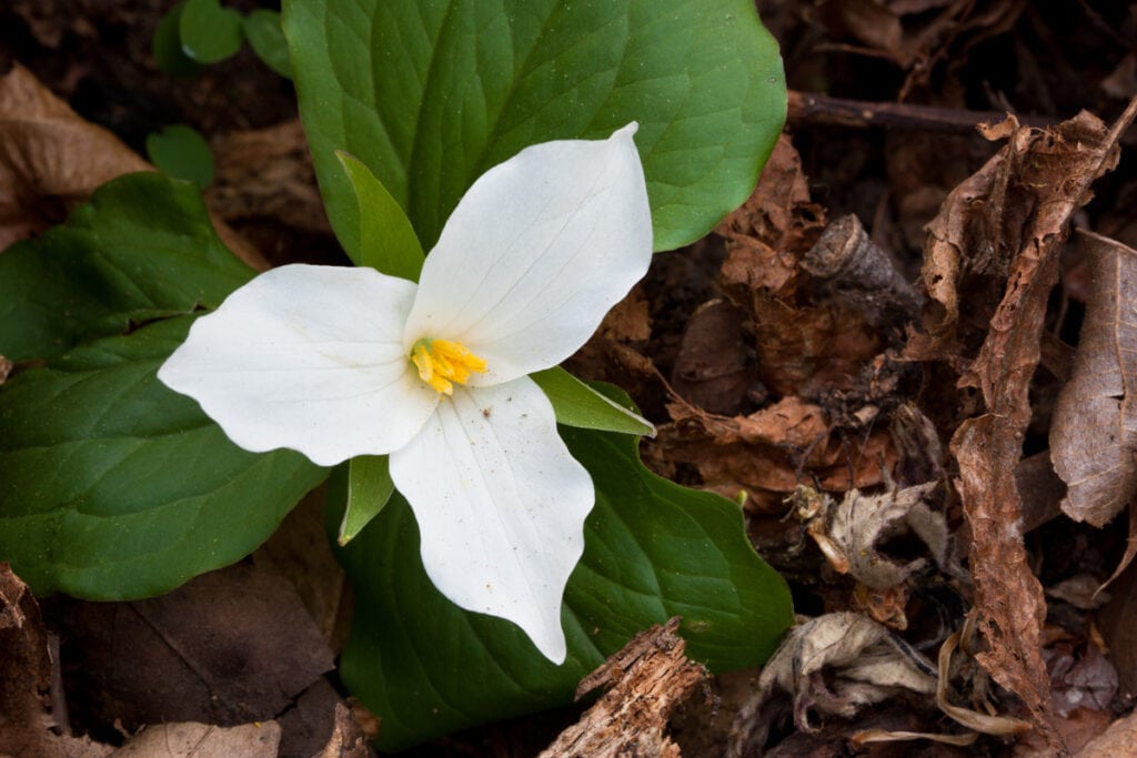 Large-flowered trillium blooms in the forest