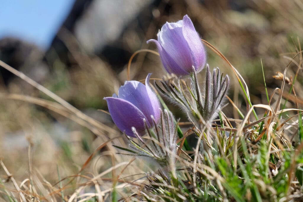 Pasque flowers blooming in the Rockies