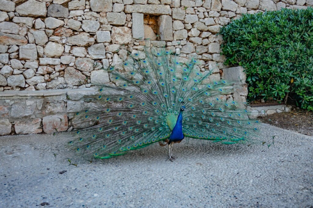 A peacock on Lokrum Island near Dubrovnik, Croatia