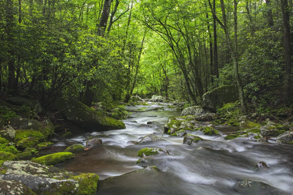 Roaring Fork Creek in Great Smoky Mountains National Park