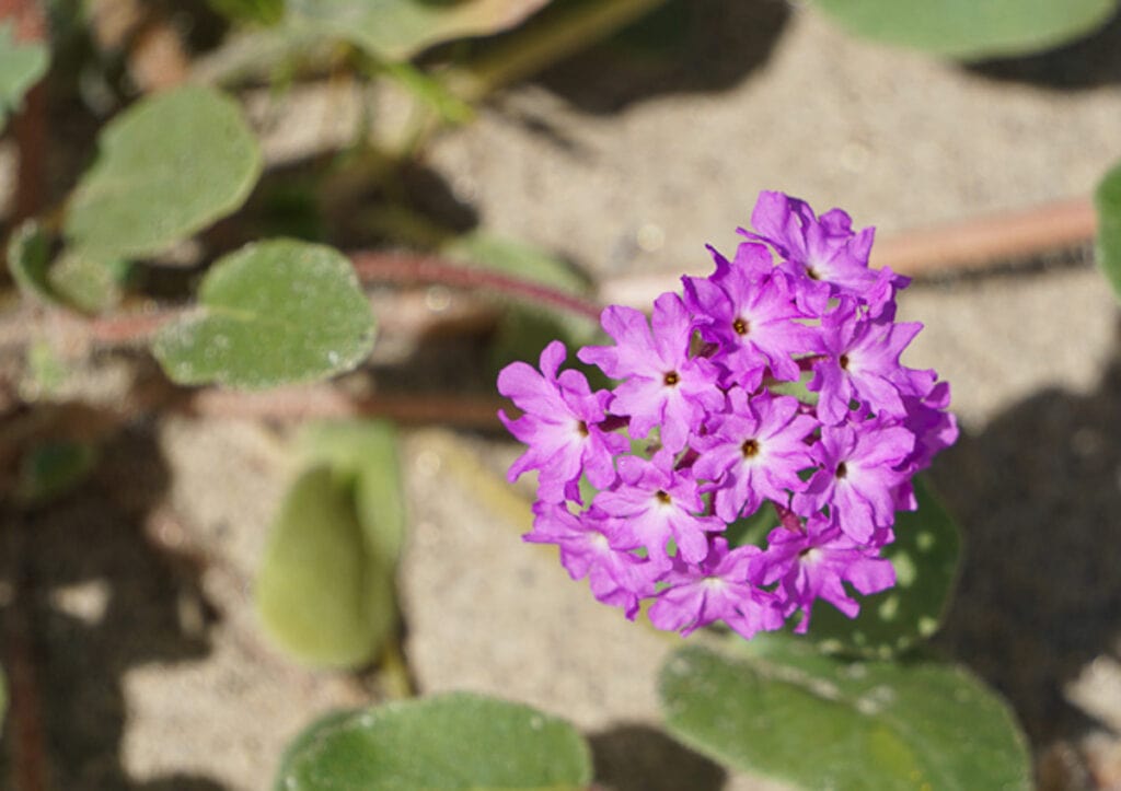 Wildflower Bloom Anza-Borrego State Park California