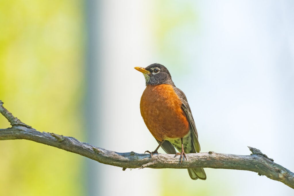American robin at Cuyahoga Valley National Park in Ohio