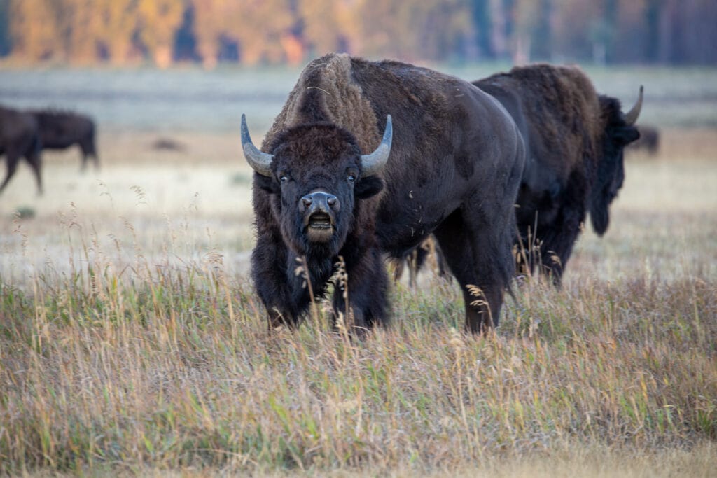 Bison in Grand Teton National Park, Wyoming