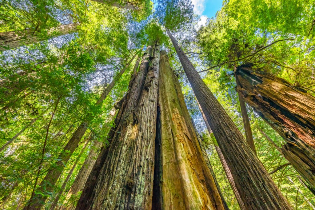 Coastal redwoods at Redwood National and State Parks in California