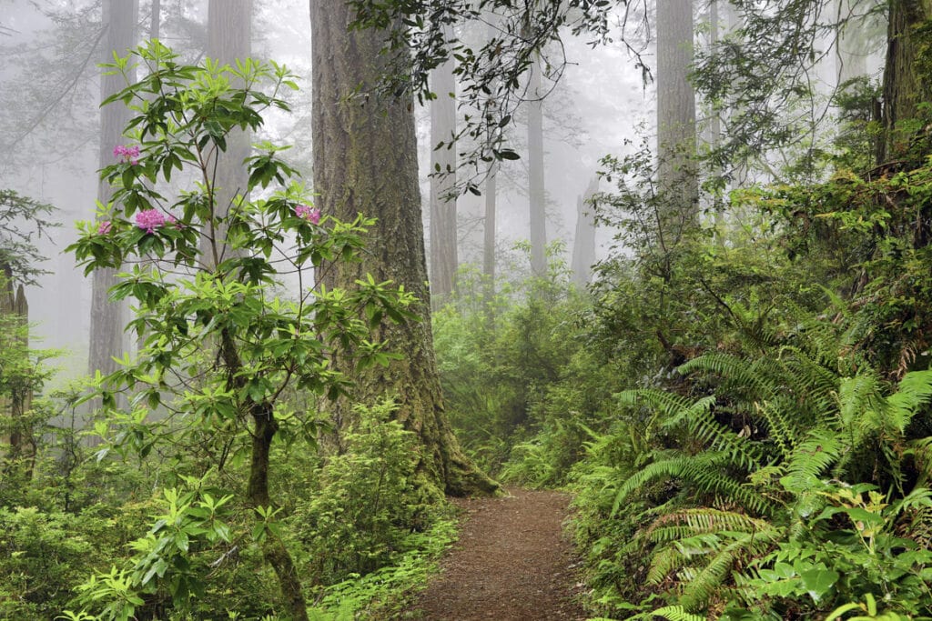Hiking a redwoods trail in Del Norte Coast Redwoods State Park, California