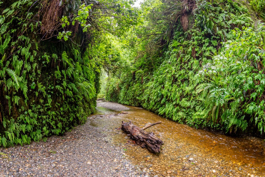 Fern Canyon in Prairie Creek Redwoods State Park in California