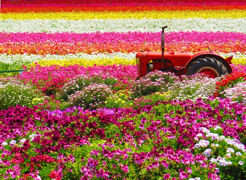 Colorful flower fields in Carlsbad, CA in the spring
