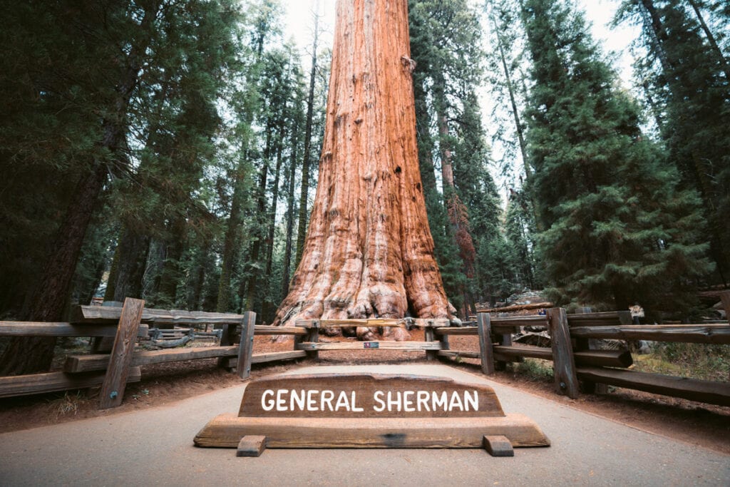 General Sherman in Sequoia National Park, CA
