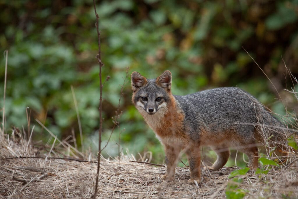 Island fox, Channel Islands National Park, California