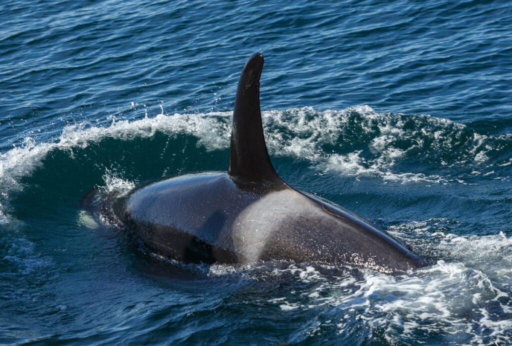 An orca in the ocean at Kenai Fjords, Alaska