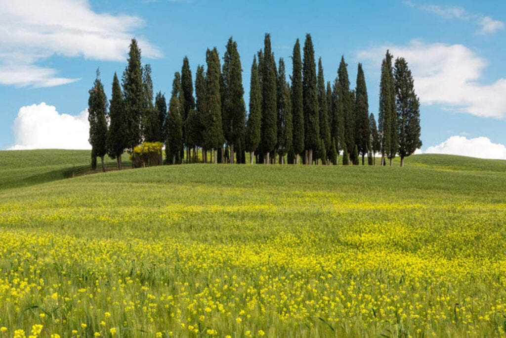 The Cypresses of San Quirico d'Orcia, Tuscany. Italy