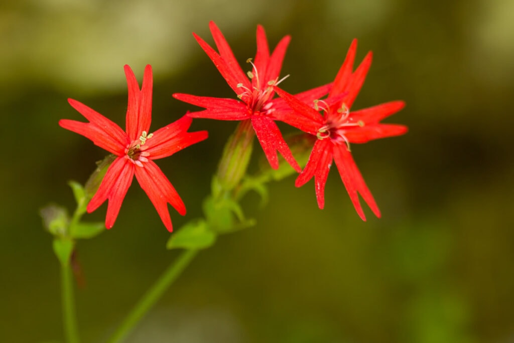 Silene virginica in Great Smoky Mountains National Park in North Carolina and Tennessee