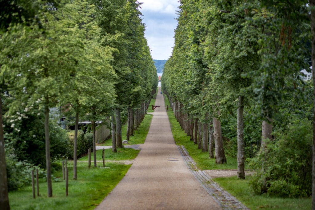 An alley of trees at the Fredensborg Palace Gardens in Fredensborg, Denmark