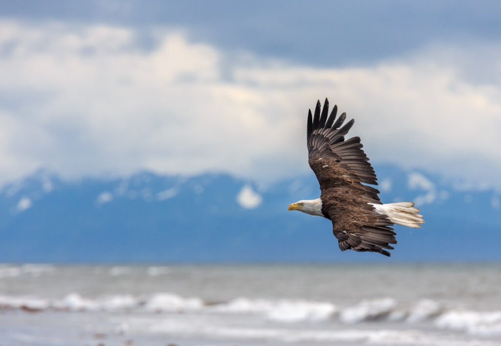 A bald eagle in flight in southern Alaska