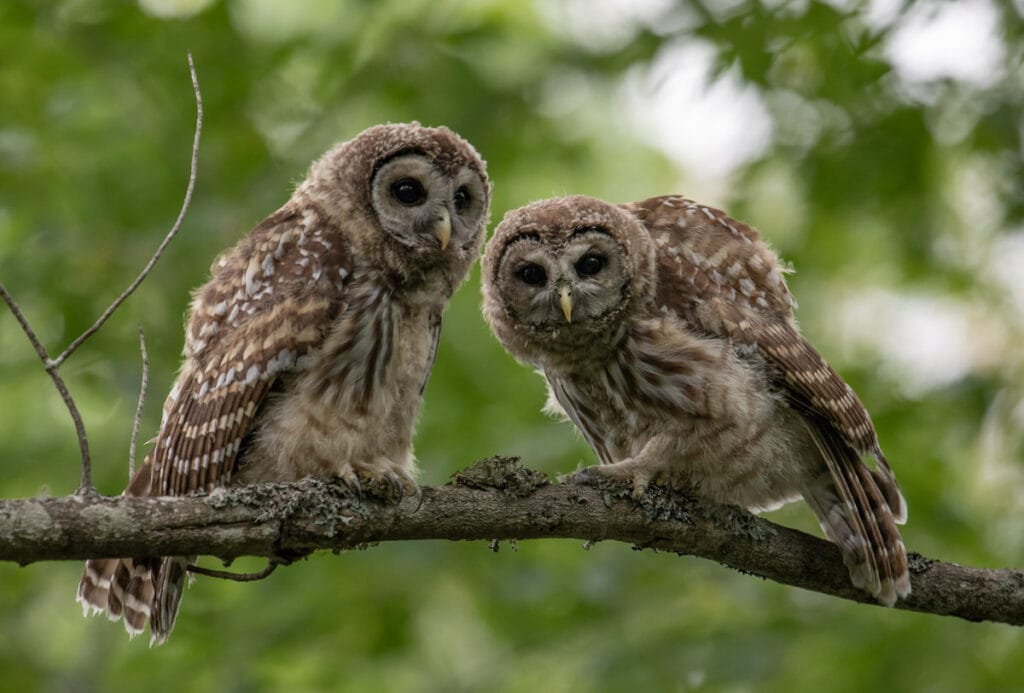 Barred owls at Acadia National Park, Maine