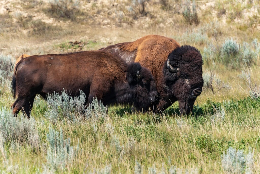 A pair of bison in Theodore Roosevelt National Park, North Dakota