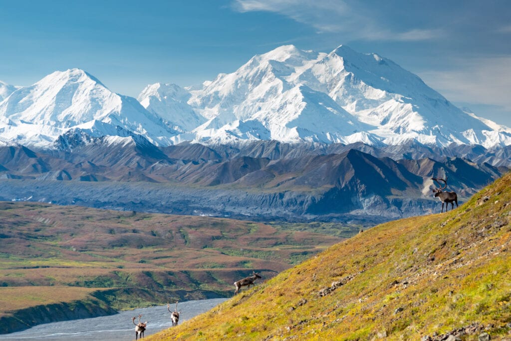 Caribou in Denali National Park, Alaska