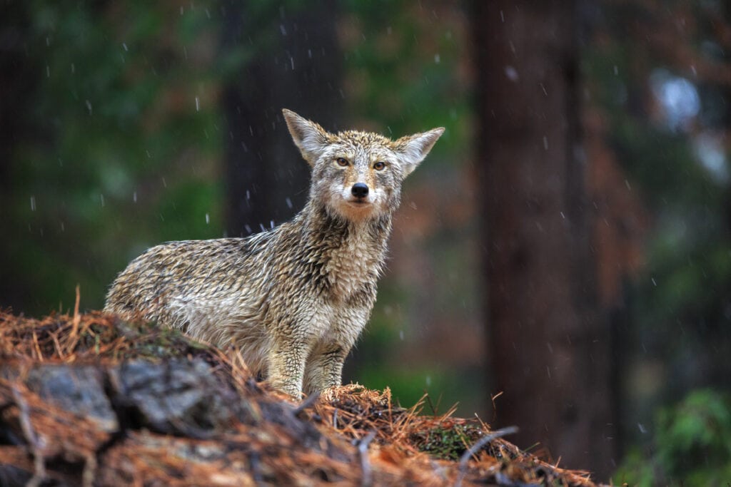 A coyote in Yosemite National Park, California