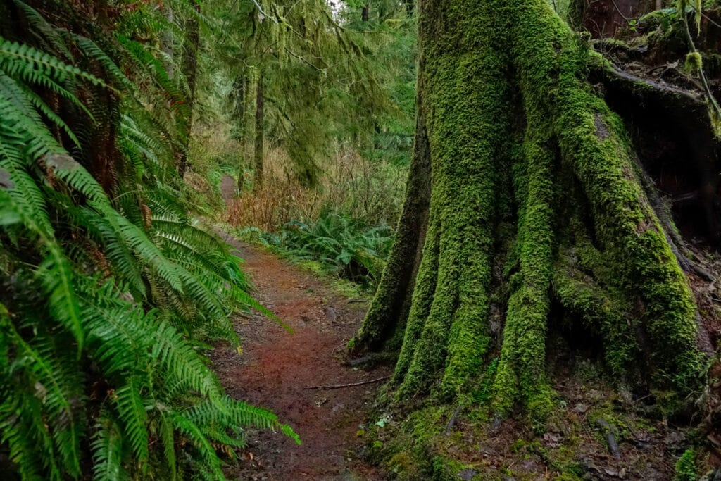 A trail through temperate rainforest in Olympic National Park, Washington