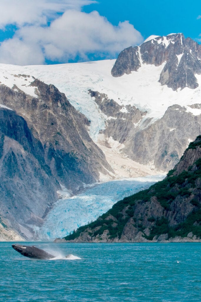 A humpback whale sighting on a Kenai Fjords boat cruise in Alaska