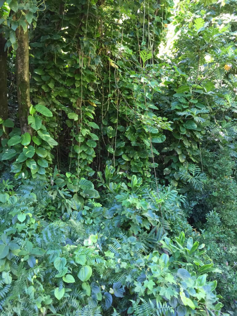 Lush vegetation on the Road to Hana in Maui, Hawaii
