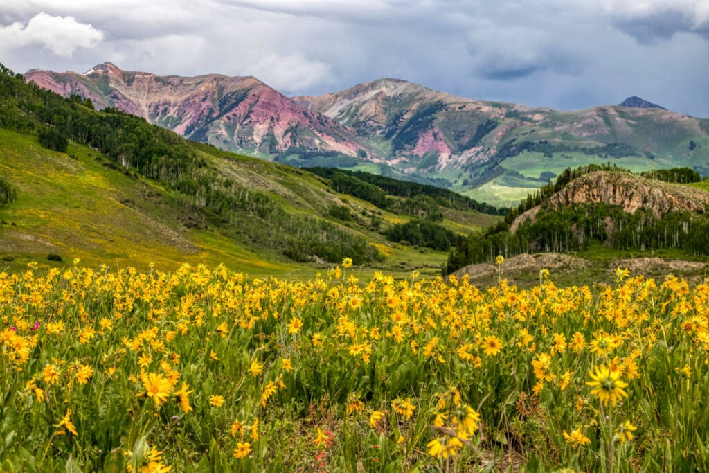 Wildflowers bloom in Rocky Mountain National Park, Colorado