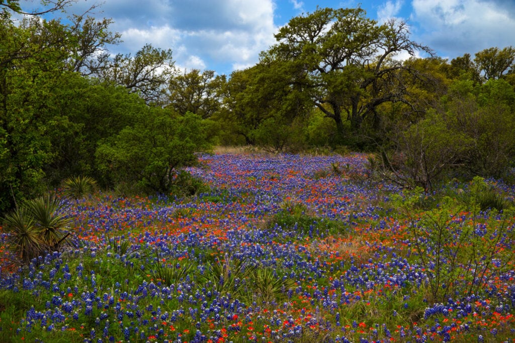 Bluebonnets and Indian paintbrush in bloom in the Texas Hill Country 