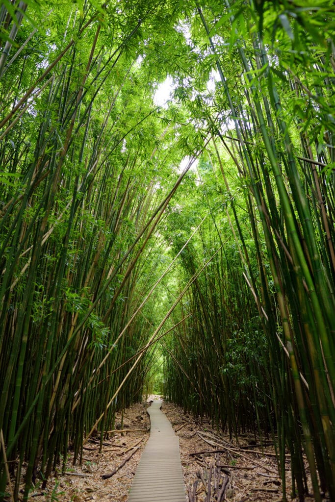 Pipiwai Trail in Maui, Hawaii