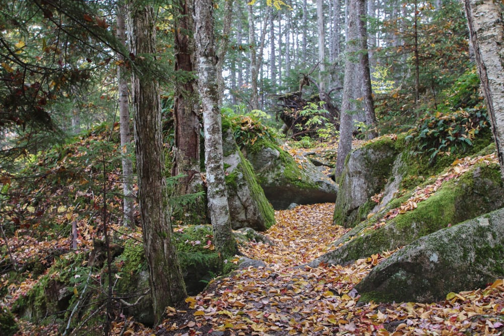 Beech Mountain Trail, Acadia NP, Maine