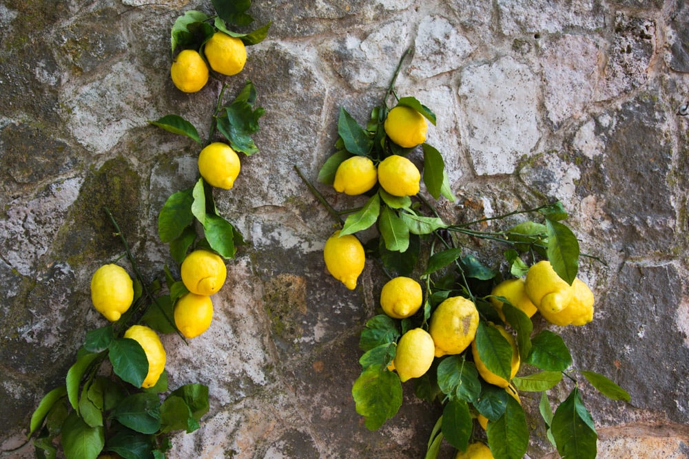 Lemons draped on an old wall in Ravello, Italy