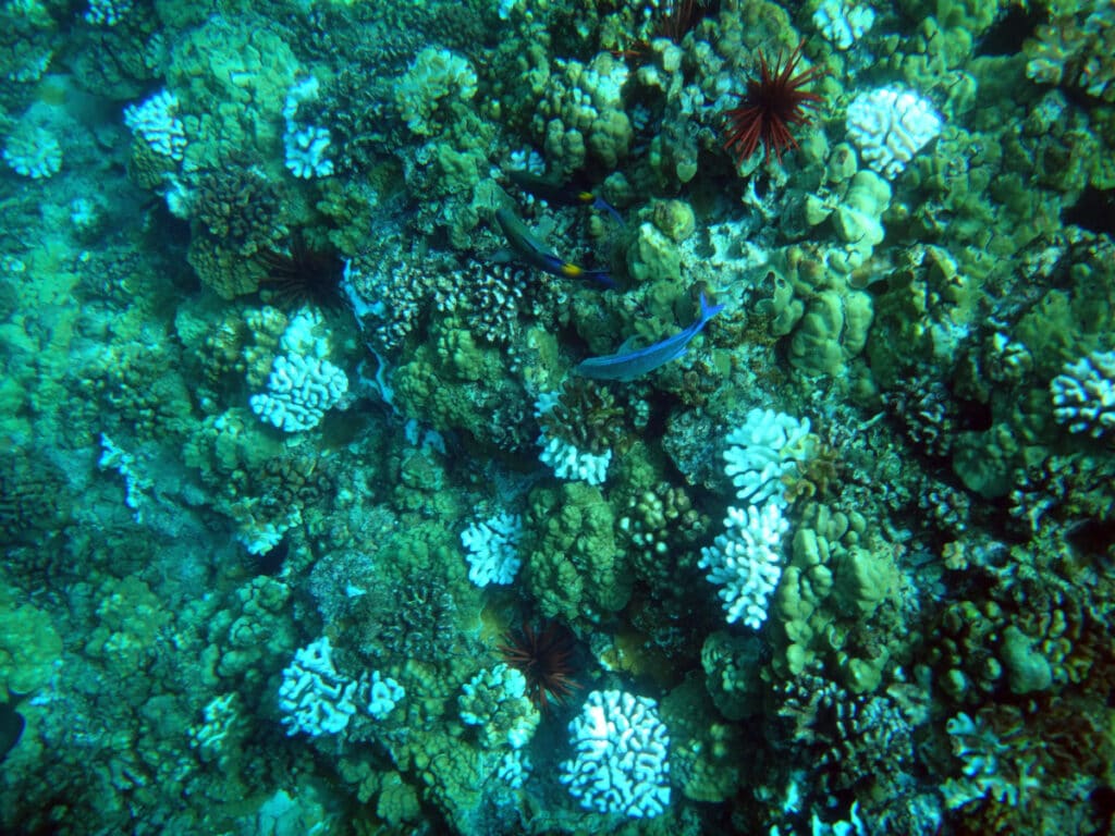 Snorkeling at the Molokini Crater in Maui, Hawaii