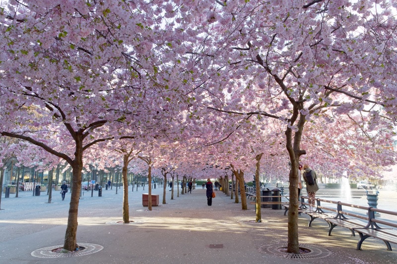 Cherry Blossom Stockholm Sweden