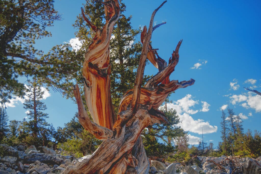 Ancient bristlecone pine at Great Basin National Park in Nevada