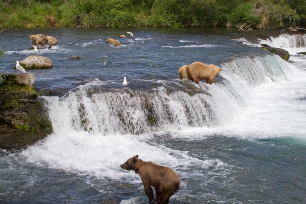 Watching bear at Brooks Falls in Katmai NP Alaska