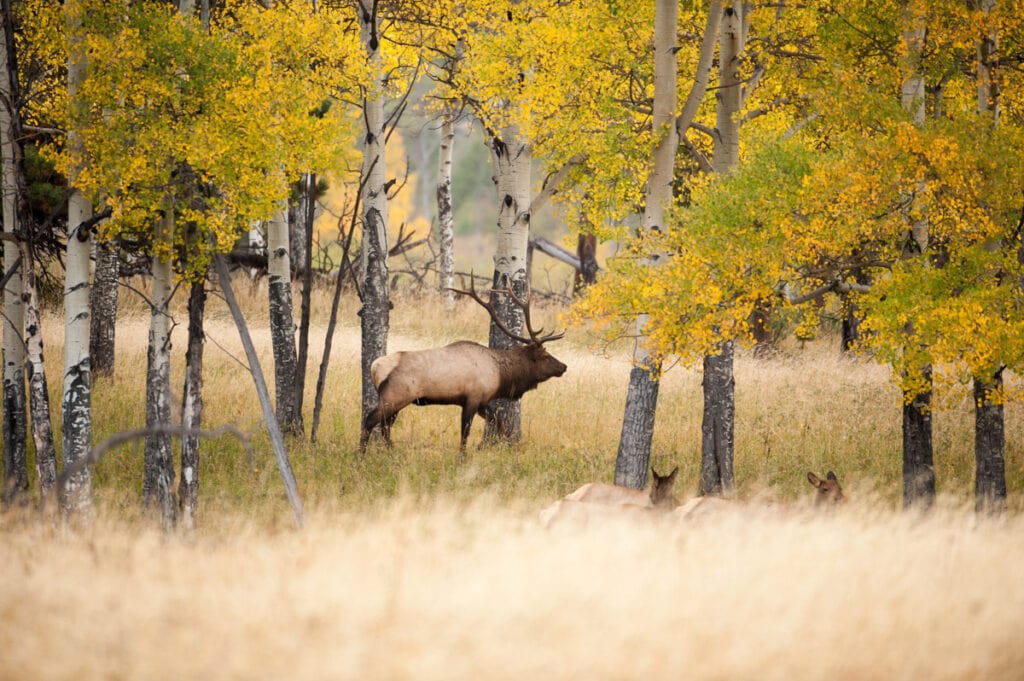 Elk in the aspen trees in Colorado