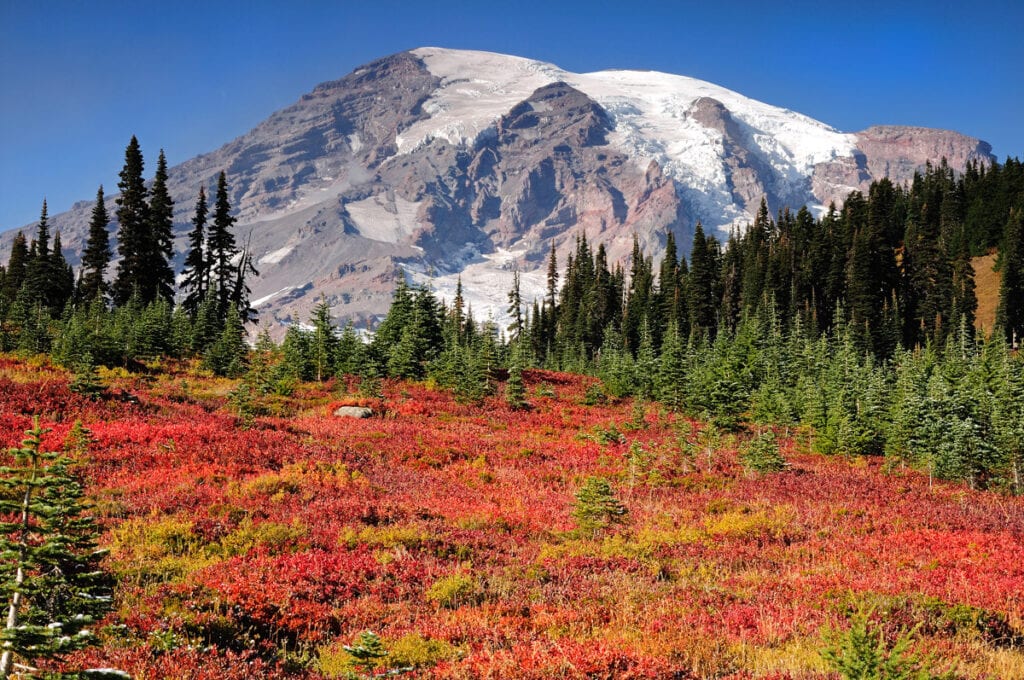 Fall colors on shrubs in Mount Rainier National Park, Washington