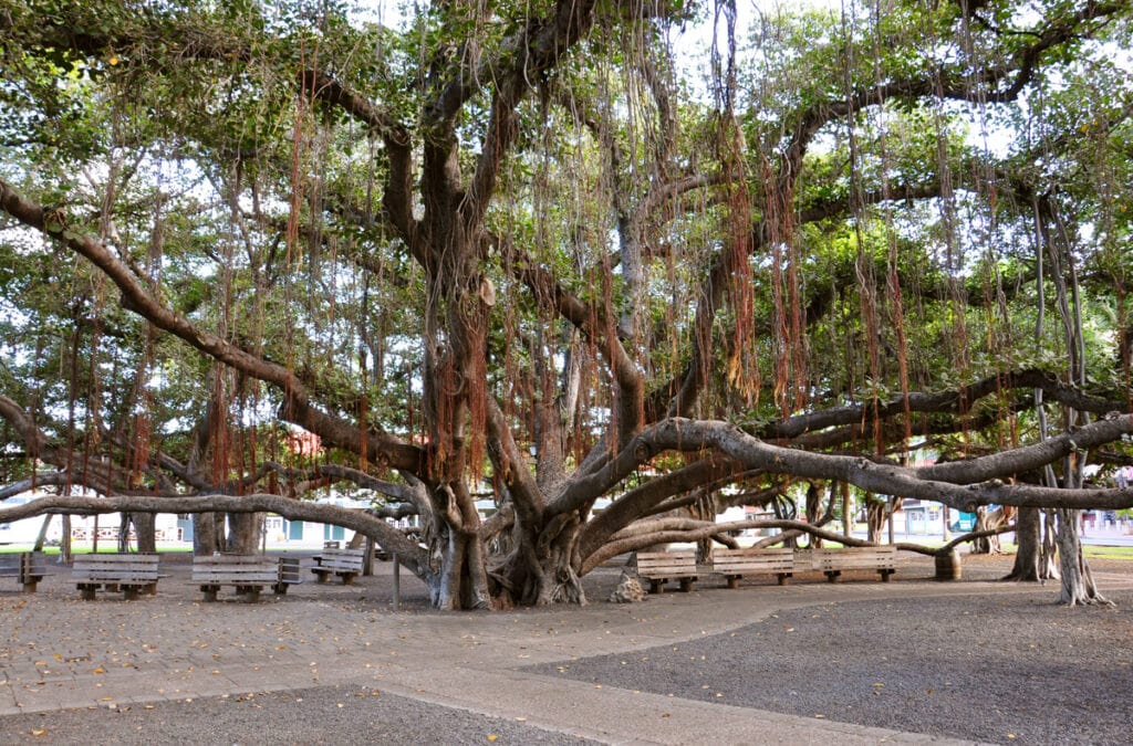 Banyan tree in Lahaina, Maui