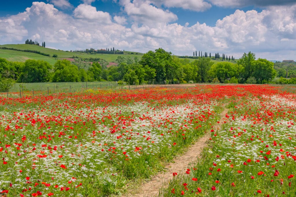 Poppies in the spring in the val d' Orcia in Tuscany, Italy