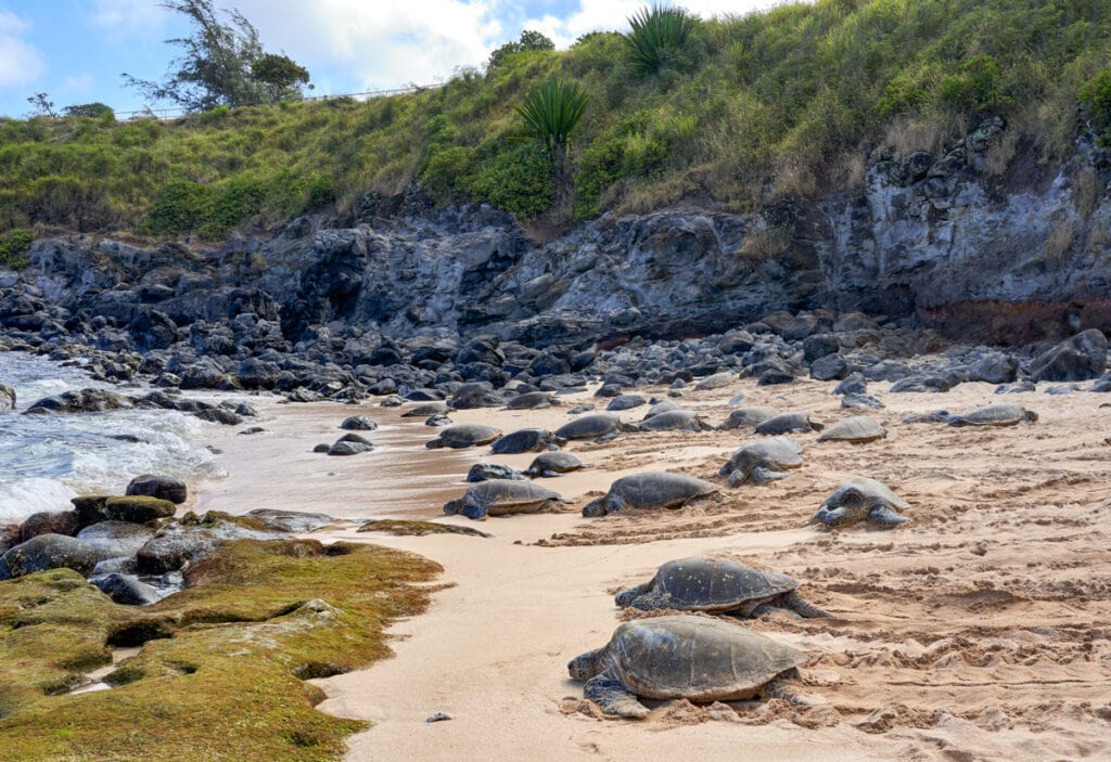 Turtles at hookipa Beach Park in Maui, HI