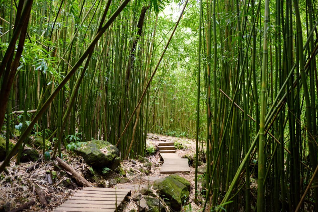 The Pipiwai Trail passes through a bamboo forest in Maui, HI