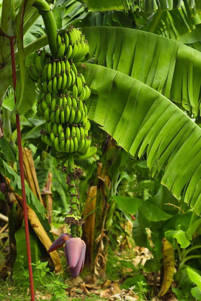 Bananas growing in a garden in Hawaii