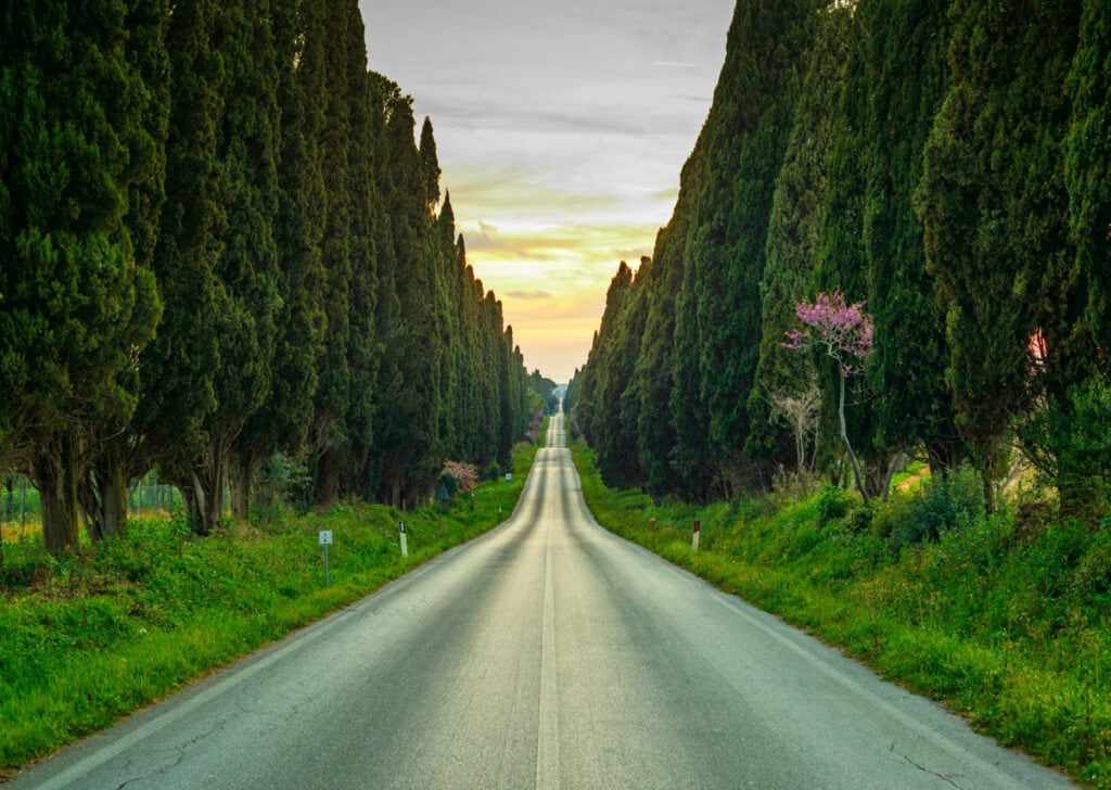 Cypress-lined road in Bolgheri, Tuscany, Italy