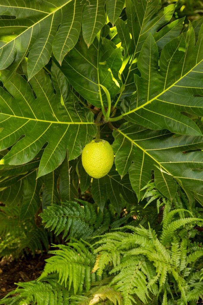 Breadfruit Tree in Kauai, HI