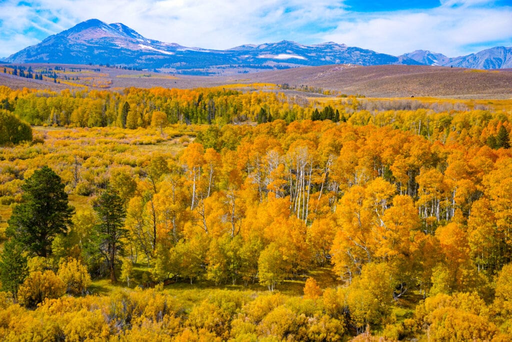 The Eastern Sierra of California offer some of the best fall foliage in the USA.