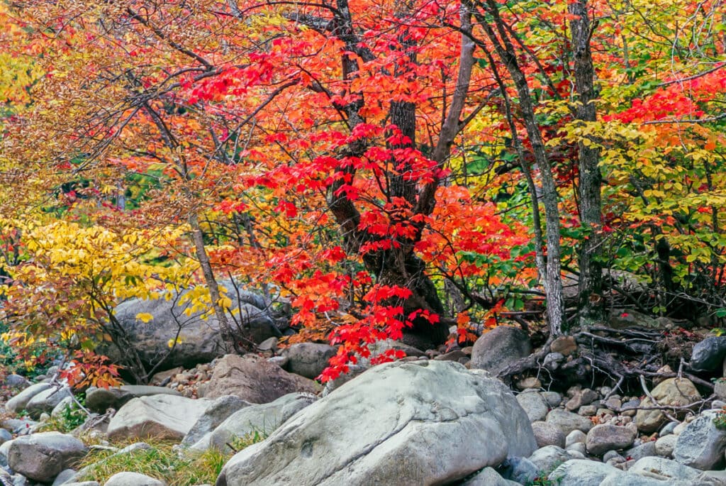 Fall colors along the Swift River in the White Mountains of New Hampshire