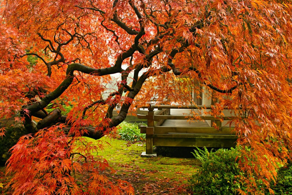 Japanese maple in Portland, Oregon in the fall