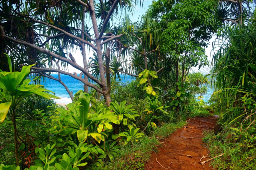 Vegetation along the Kalalau Trail in Kauai, HI