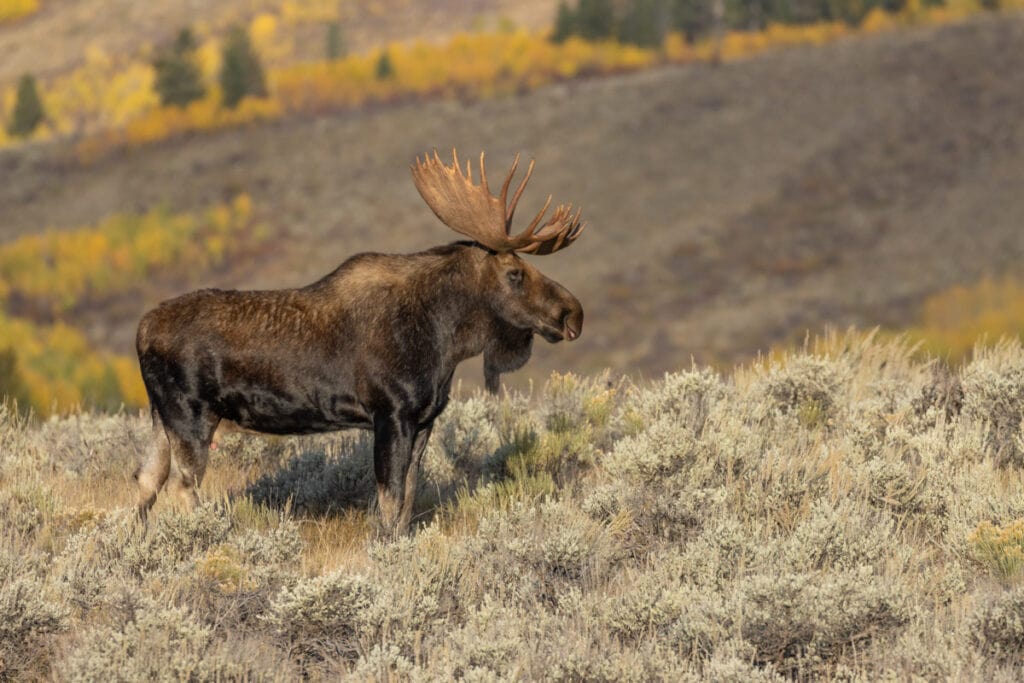 Moose at Grand Teton NP, WY, in the fall